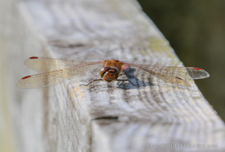 COMMON DARTER (Sympetrum striolatum)